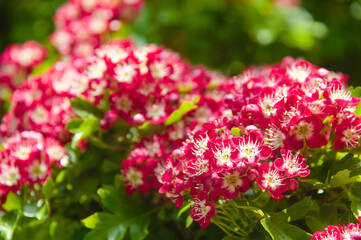 Red hawthorn flowers close up at spring time