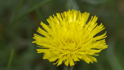 lonely but beautiful yellow flower, summer day