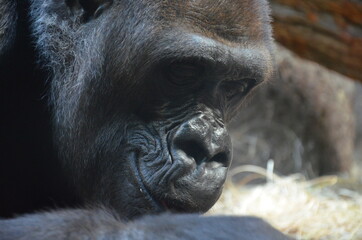 Gorilla - (Gorilla gorilla) in Frankfurt zoo