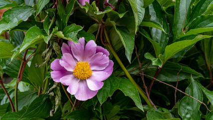 Pink flower shot in lower third with copy space against a green background