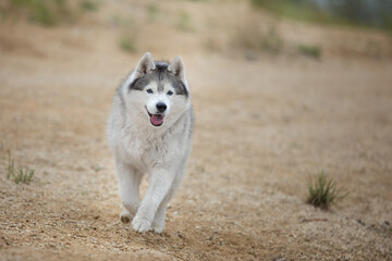 Obraz premium A beautiful Siberian husky runs along the sandy beach