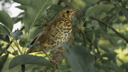young thrush on a branch of apple tree, summer