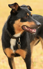 Portrait of a tricolour Kelpie (Australian breed of sheep dog) looking to the right.
