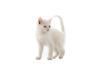 White kitten isolated on a white background.