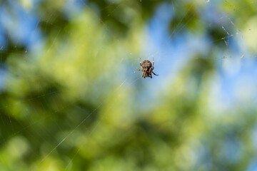 Close-up of spider in web