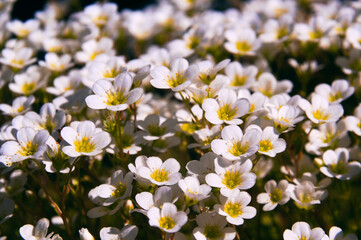Saxifraga rosacea - group of small white flowers