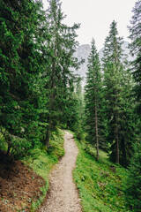 Fototapeta na wymiar Narrow footpath in the alpine forest