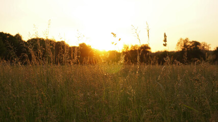 warm light from sunset in the meadow