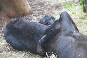 Bonobo (Pan paniscus), zoo of Frankfurt