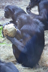 Bonobo (Pan paniscus), zoo of Frankfurt
