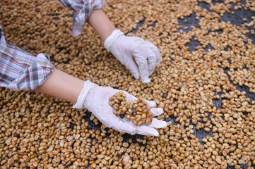 Roasted coffee beans background.Coffee Beans by hoeny process