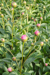 Buds of peony plant garden background, banner for website with gardening concept. 