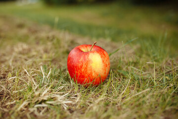 Red apple on the grass in the garden