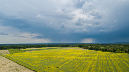 rape seed field,
rape field, thunderclouds above the yellow field