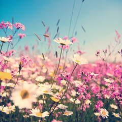Fleurs des champs en campagne sous le soleil d'été.