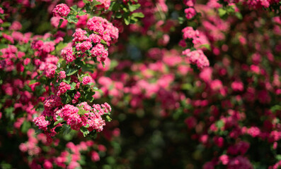pink flowers in the garden