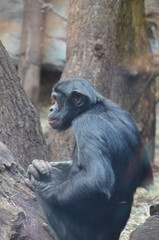Naklejka na ściany i meble Bonobo (Pan paniscus), zoo of Frankfurt