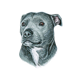 Watercolor illustration of a funny dog. Hand made character. Portrait cute dog isolated on white background. Watercolor hand-drawn illustration. Popular breed dog. Pitt Bull Terrier dog