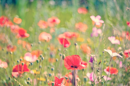 318 Best Champ De Fleur Images Stock Photos Vectors Adobe Stock