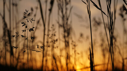 mesmerizing silhouette of field grass on a sunset background