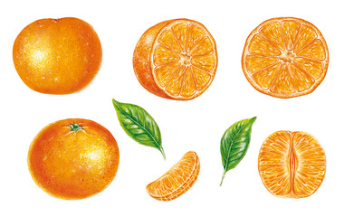 illustrazione realistica di frutti di mandarini. hand-drawn.