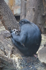 Bonobo (Pan paniscus), zoo of Frankfurt