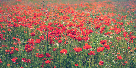 Coquelicot rouge dans les champs au printemps.