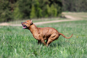 Red american pitbullterrier walks outdoor at summer