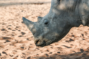 Grey rhinoceros portrait