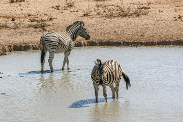 Fototapeta na wymiar A group of zebras at etosha national park
