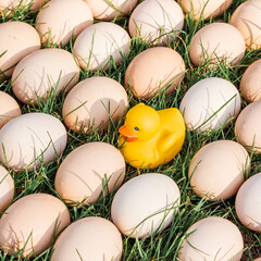 Conceptual photos of fresh organic natural eggs on a lawn green grass close up and a yellow rubber duck for swimming. Creative food photography. Top view.