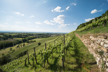 Vineyard landscape in southern Germany at the Castelberg in Sulzburg