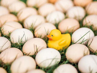 Conceptual photos of fresh organic natural eggs on a lawn green grass close up and a yellow rubber duck for swimming. Creative food photography. Top view.