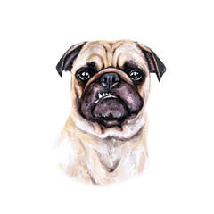 Watercolor illustration of a funny dog. Hand made character. Portrait cute dog isolated on white background. Watercolor hand-drawn illustration. Popular breed dog. Pug dog