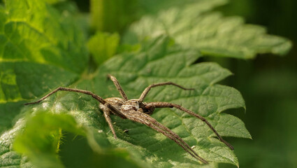 brown spider on a leaf awaiting a victim