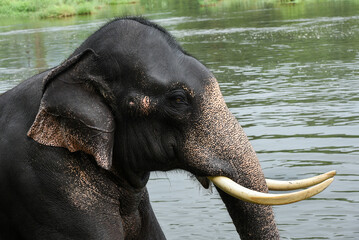 Wild Indian elephant bathing in river, Asian tusker  male spraying water with its trunk at side of lake in nature reserve forest Thekkady Kerala India. Animals in wildlife sanctuary.