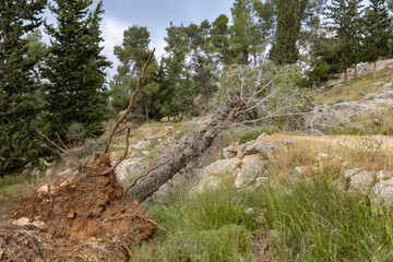 Fototapeta na wymiar A Fallen Tree in the Jerusalem Forest, Israel