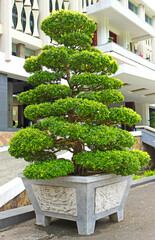 Big traditional green Bonsai trees decorate entrance at Reunification Palace or Independence Palace 'Dinh Thong Nhat' in Ho Chi Minh city. Landmark in Saigon, Vietnam. 