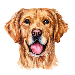 Watercolor illustration of a funny dog. Hand made character. Portrait cute dog isolated on white background. Watercolor hand-drawn illustration. Popular breed dog. Golden retriever