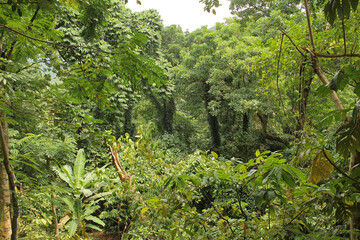 A view of the jungle interior near San Joaquím, in the west of the island of Príncipe,  São Tomé and Príncipe