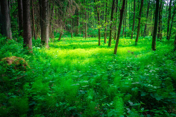 Perlbachtal mit Farnen und Wäldern in der nähe von Mitterfels im Bayerischen Wald