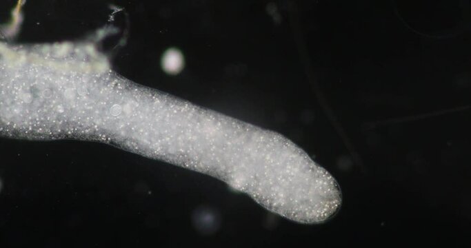Amoebae move and feed by using pseudopods, which are bulges of cytoplasm formed by the coordinated action of actin microfilaments pushing out the plasma membrane that surrounds the cell.
