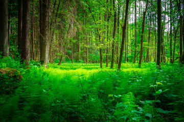 Perlbachtal mit Farnen und Wäldern in der nähe von Mitterfels im Bayerischen Wald
