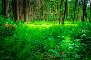 Fototapeta premium Perlbachtal mit Farnen und Wäldern in der nähe von Mitterfels im Bayerischen Wald