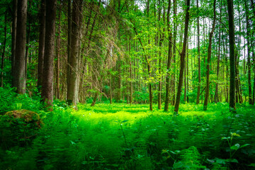 Perlbachtal mit Farnen und Wäldern in der nähe von Mitterfels im Bayerischen Wald