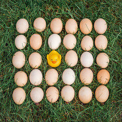 Conceptual photos of fresh organic natural eggs on a lawn green grass close up and a yellow rubber duck for swimming. Creative food photography. Top view.