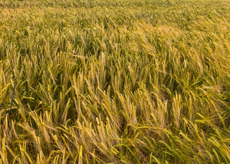 fertile grains in the summer in Bulgaria_1