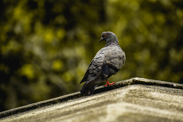 The wet pigeon ready to take off