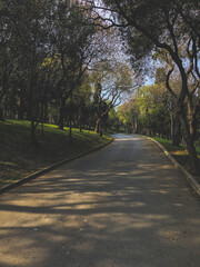 road in the park