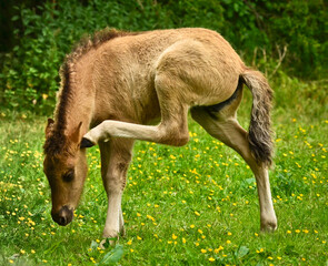 Naklejka na ściany i meble A newborn small dun coloured foal of an icelandic horse scratches itself with a leg behind the ear like yoga or gymnastics